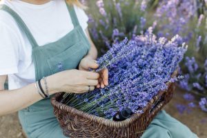 mulher-colhendo-lavanda